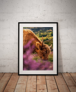 To buy a print or any of the below please click on the images